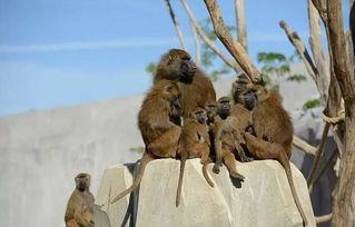 狒狒国产电影在线观看,在线观看，感受原始野性的魅力