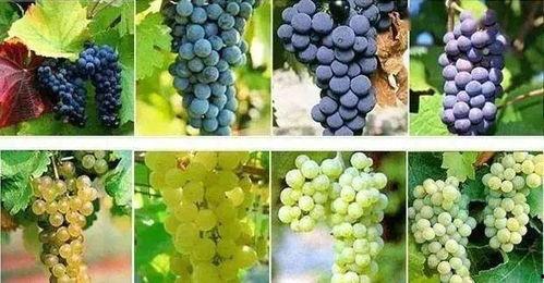 国产葡萄进口视频在线,探寻国内外葡萄产业的交融与发展