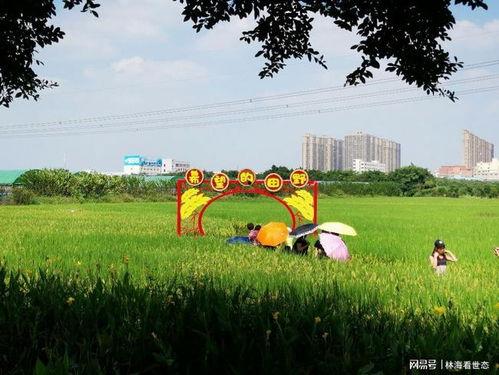 国产乱子乱在线观看,揭秘网络迷雾中的激情与悬疑