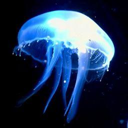 水母国产电影在线播放,国产奇幻深海奇遇记